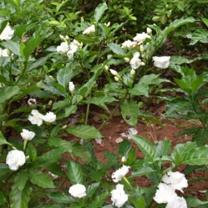 Crape Jasmine Double Layered All Time Flowering Live Plant - Image 2