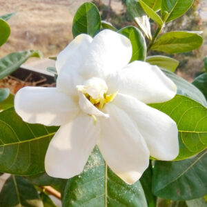 Gandhraj Flower