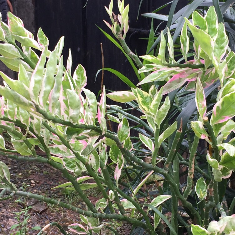 Euphorbia Tithymaloides Varigated Jacob s Ladder Live Plant VGR Gardens