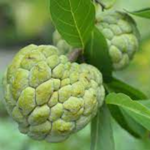 Custard Apple