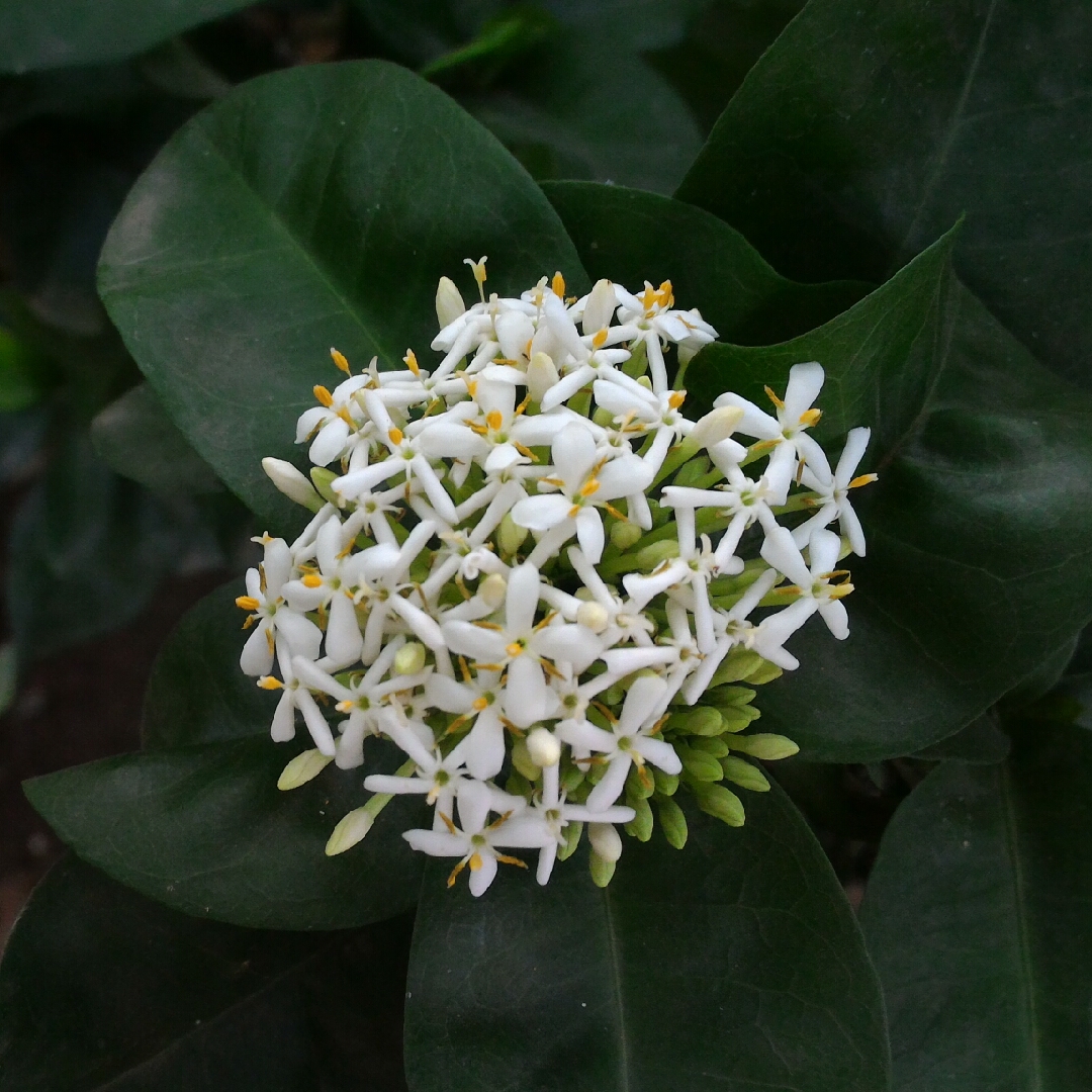 ixora white plant