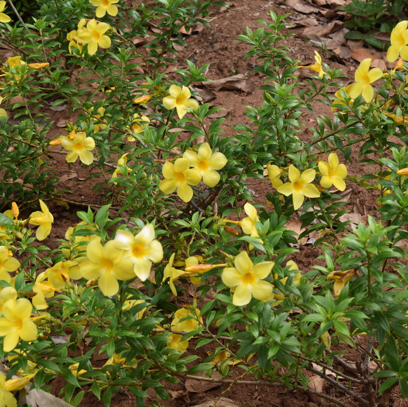 allamanda mini yellow plant