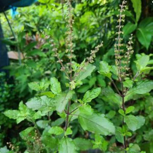 Basil Tulsi