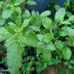 black-tulsi-herbal-plant