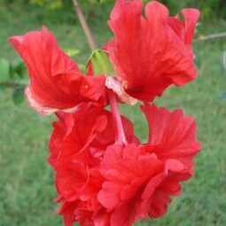 Hibiscus Red Double Layered