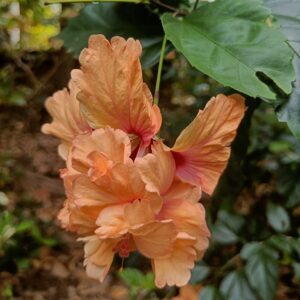 Hibiscus Sandal