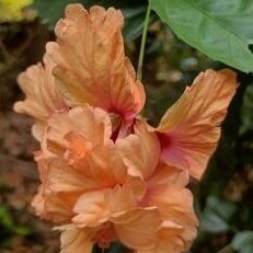 Hibiscus Sandal