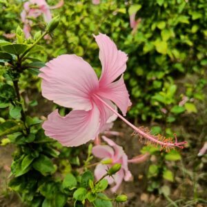 Hibiscus Pink