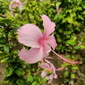 Hibiscus Pink Plant Vgr Gardens