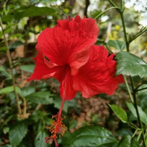 Hibiscus Red