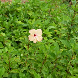 hibiscus sandal plant