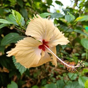 Hibiscus Sandal Sembaruthi