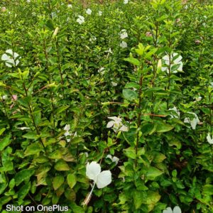 hibiscus white sembaruthi vgr gardens