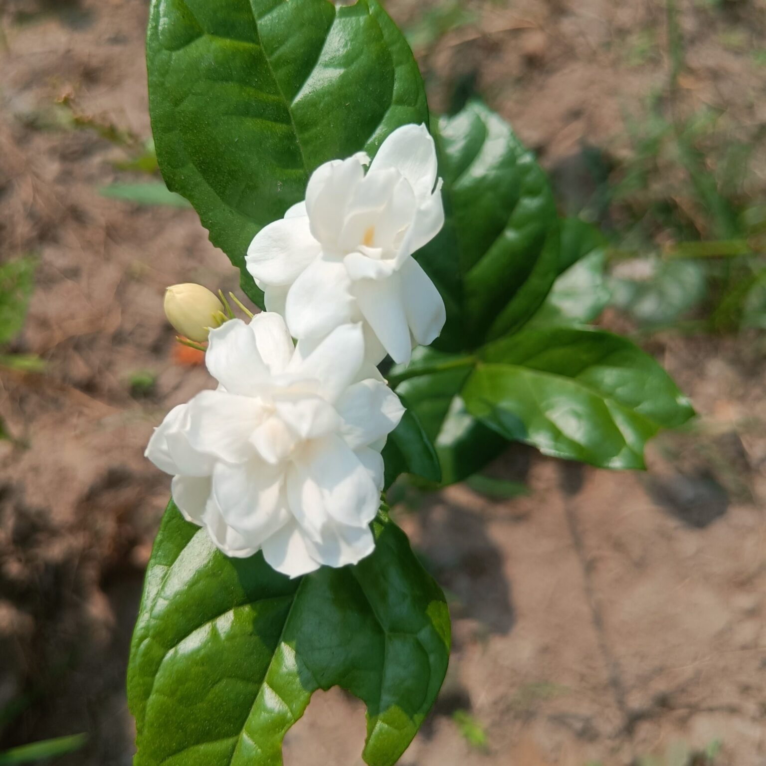 Layered Jasmine Adukku Malli VGR Gardens