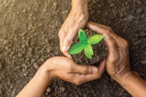 organic plants gifts