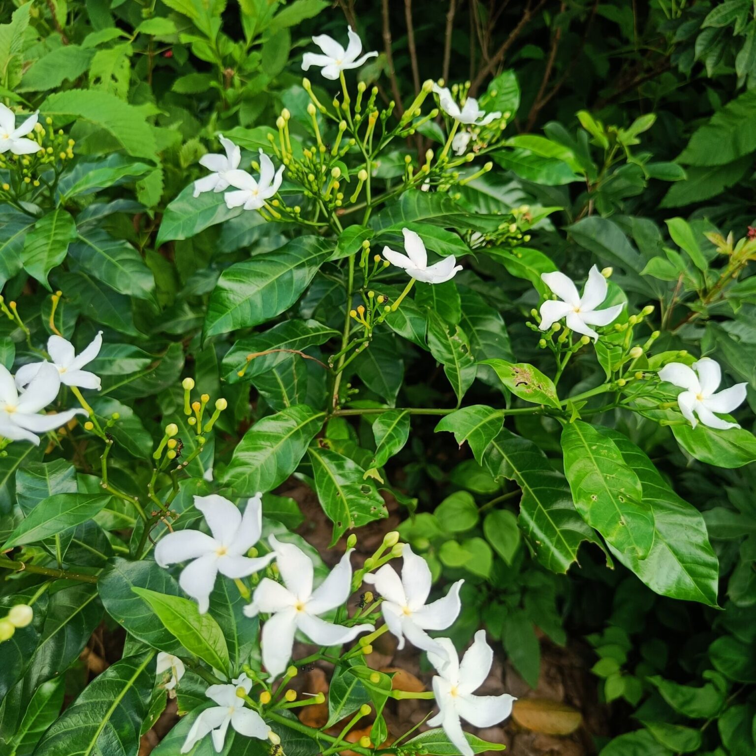 Variegated Crape Jasmine Nanthiya Vattai VGR Gardens