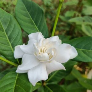 Gardenia