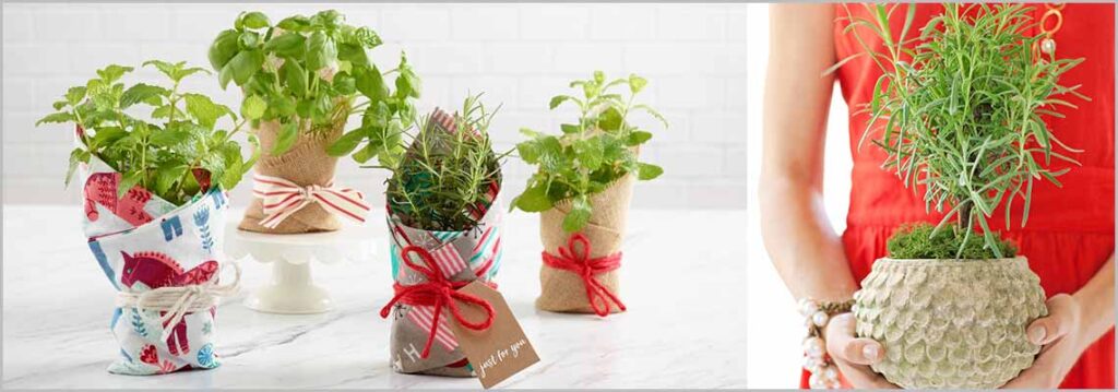 plant gifts for special occasions