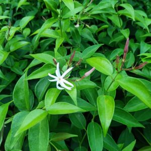 Thin Jasmine Plant