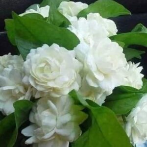 Royal jasmine