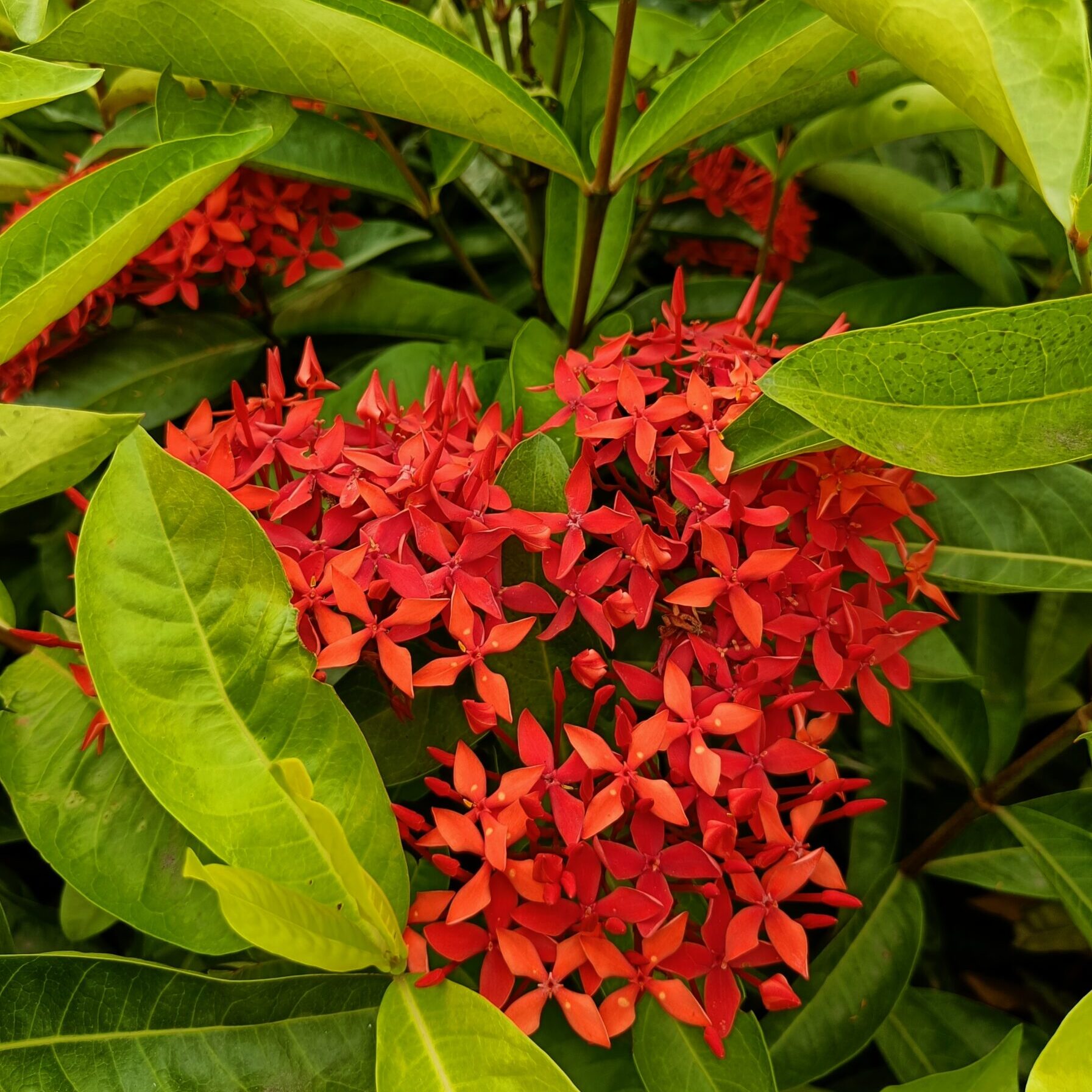 singapuri ixora red plant vgr gardens