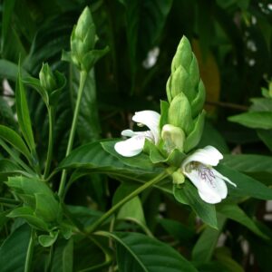 Malabar Nut Plant