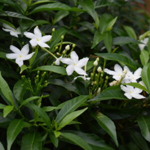vivasaya nanthiya vattai plant