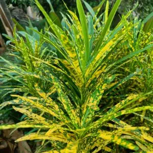 gold dust tiny leaves crotons plant