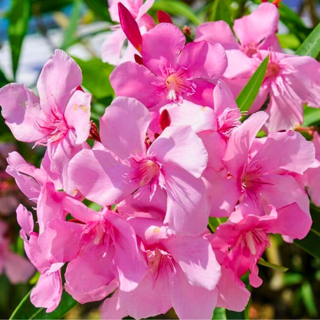 Arali Pink Single Petal (Nerium oleander) All Time Flowering Live Plant - Image 3
