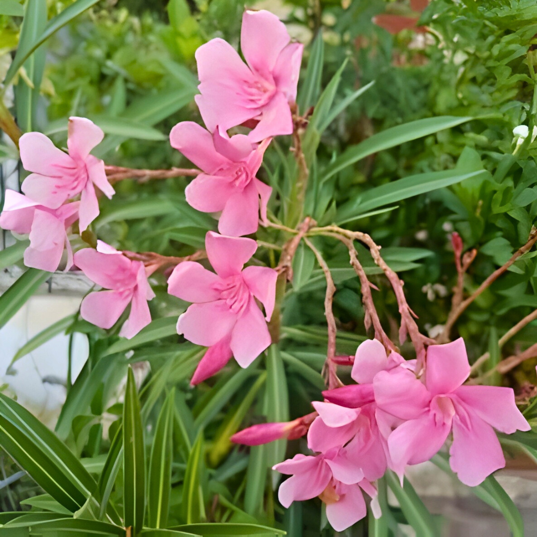 Arali Pink Single Petal (Nerium oleander) All Time Flowering Live Plant - Image 2