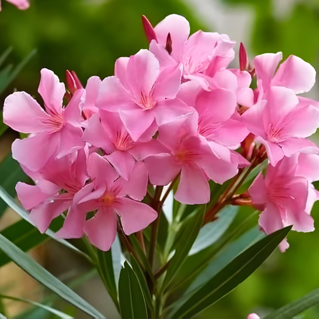 Arali Pink Single Petal (Nerium oleander) All Time Flowering Live Plant
