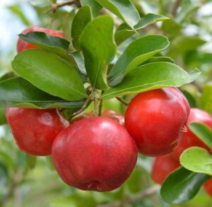 barbados cherry plant