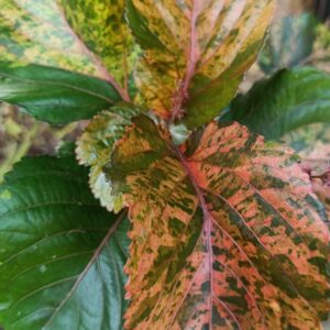 Copper Acalypha Crotons