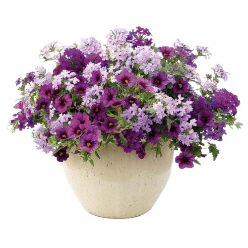 Buy decorative plants Online