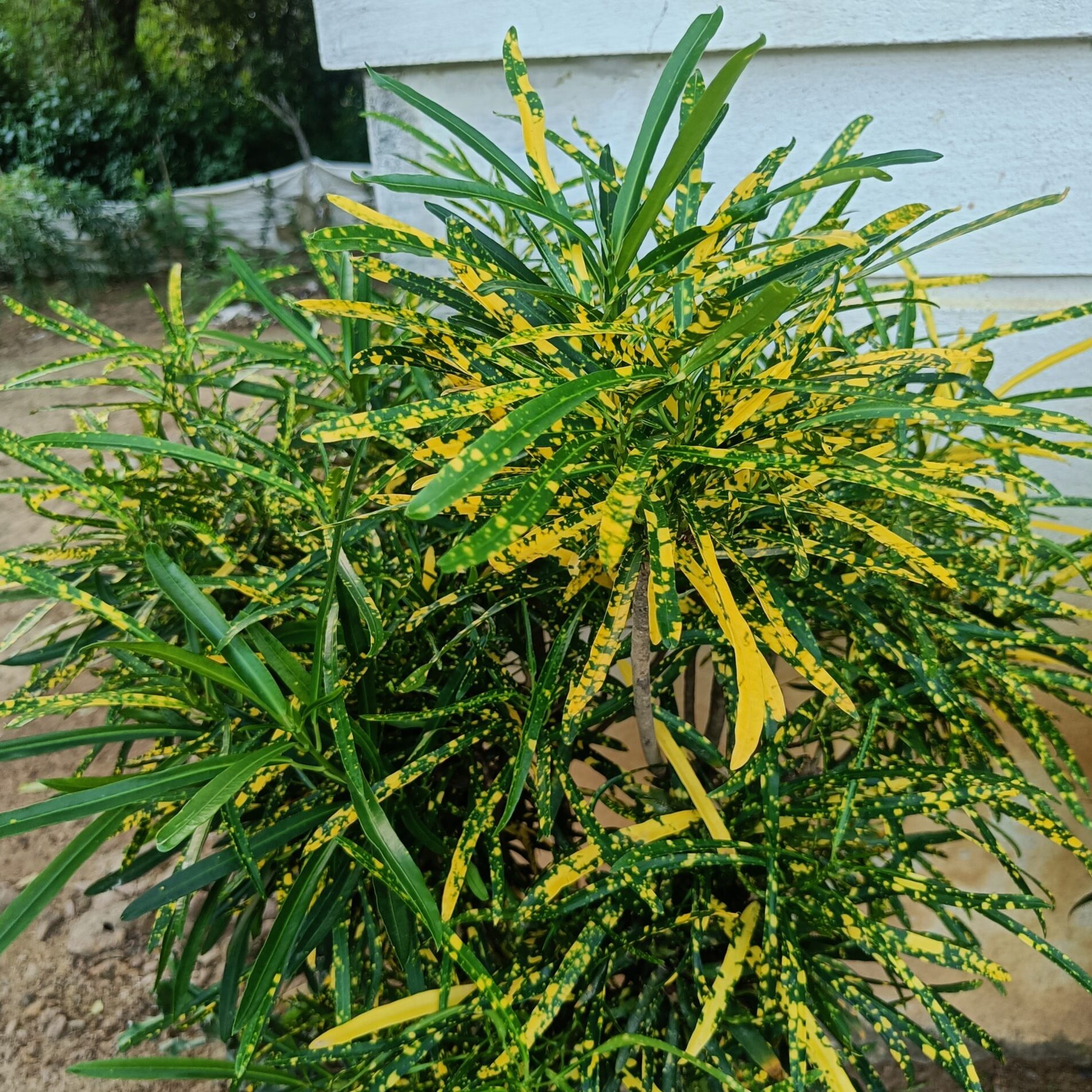 golden dust tiny leaves plant