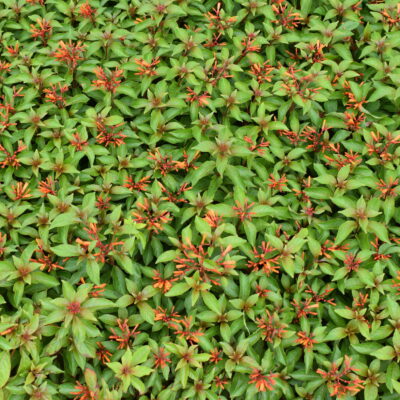 hamelia patterns croton plant