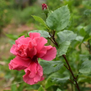 hibiscus pink plant adukku sembaruthi