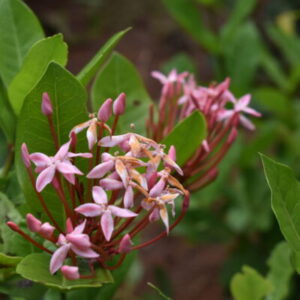 ixora singapuri pink