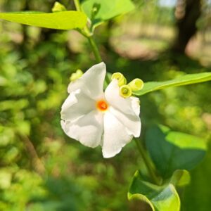 pavazha malli jasmine vgr gardens