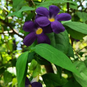 thunbergia grandiflora blue creeper plant