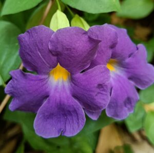 Thunbergia Grandiflora Blue