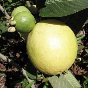 White guava