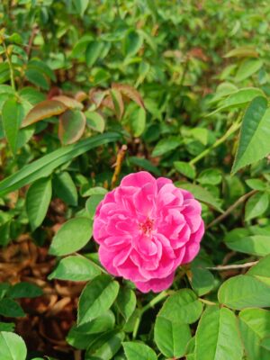 Nattu Rose-Pink Desi All Time Flowering Live Plant - Image 3