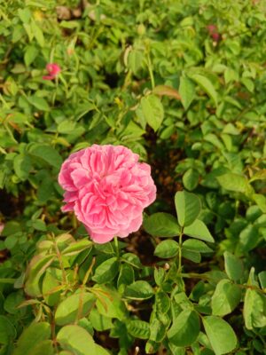 Nattu Rose-Pink Desi All Time Flowering Live Plant - Image 2