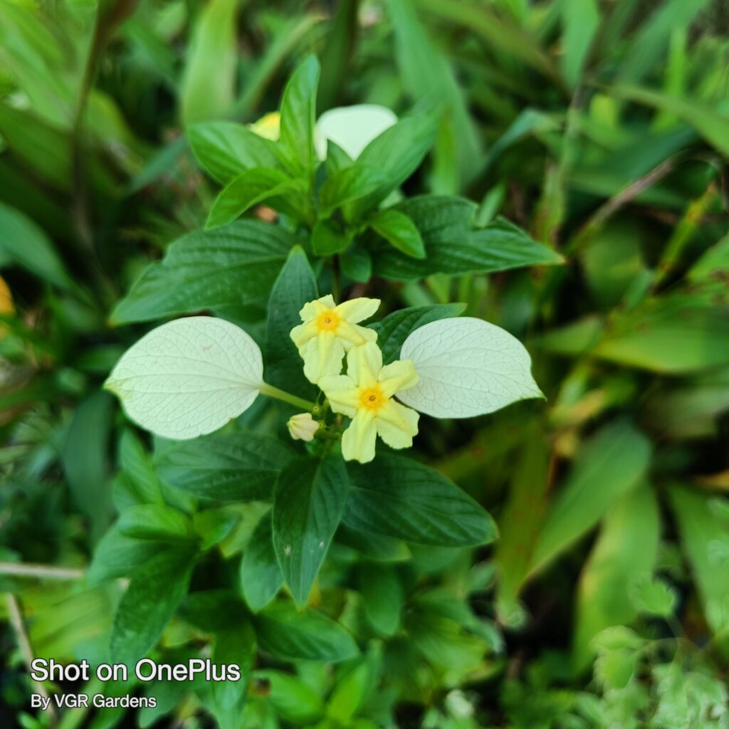 Yellow Miniature Mussaenda All Time Flowering Live Plant VGR Gardens yellow-miniature-mussaenda-all-time-flowering-live-plant-vgr-gardens