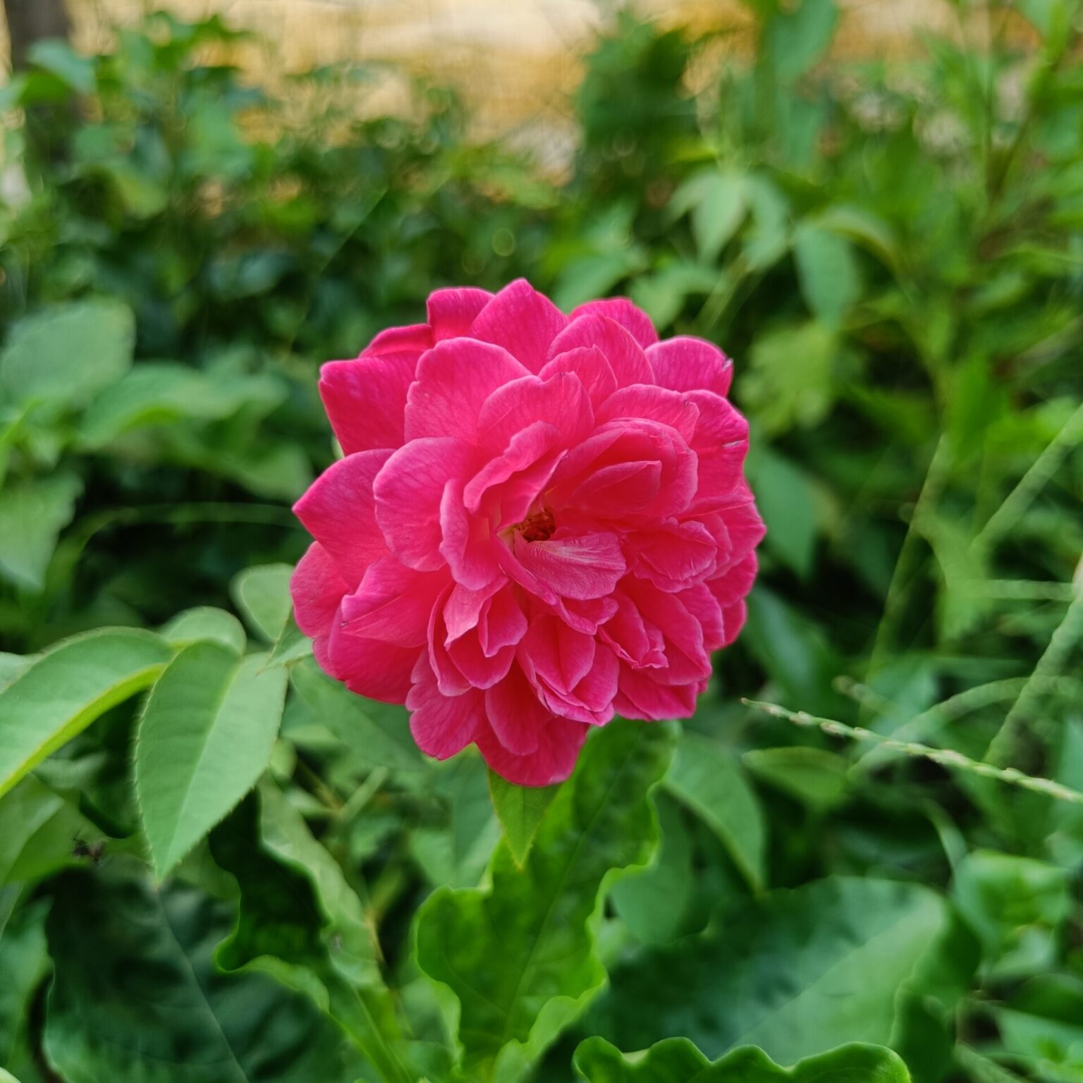 Nattu Rose VGR Gardens