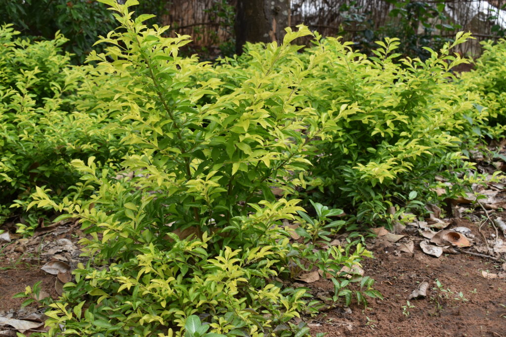 Duranta Gold or Border Live Plant - VGR Gardens
