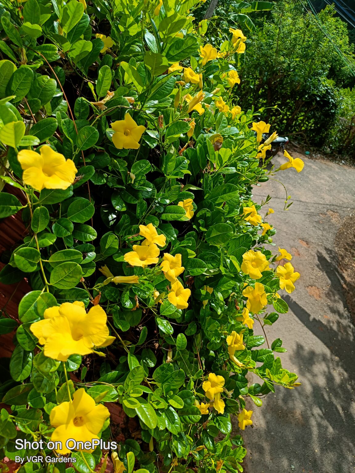 Creeper Plants VGR Gardens