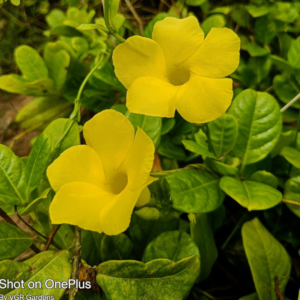 The Alamanda Creeper