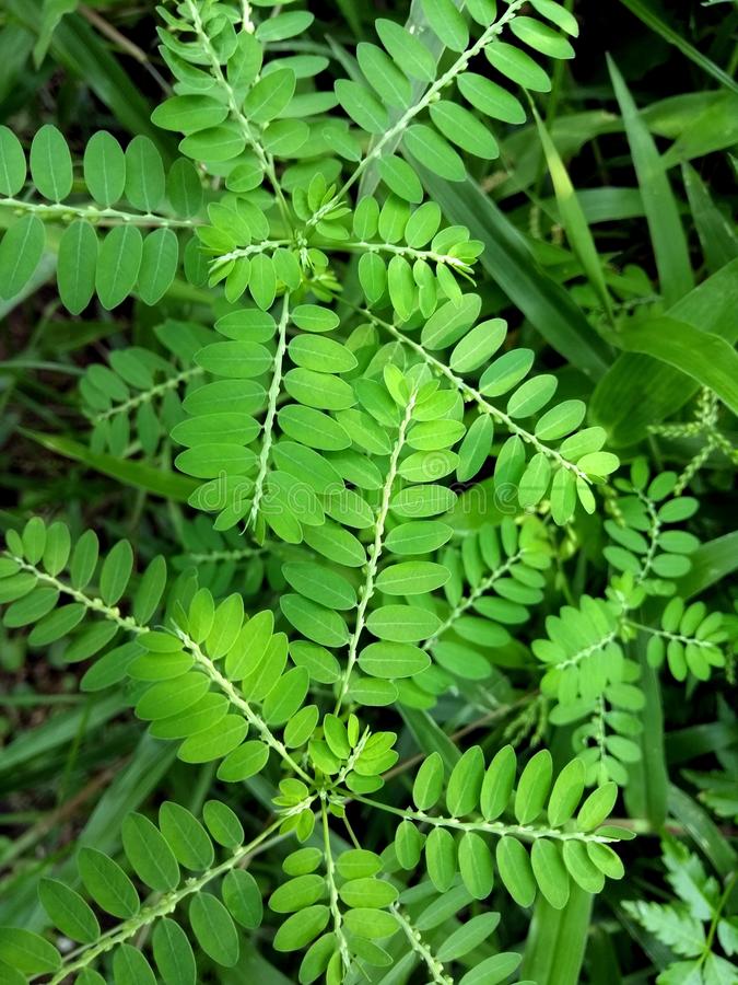 thumbnail image 2 of YOGIS HERBS Keezhanelli Powder (Phyllanthus Niruri) Stone Breaker 1 Lb &ndash 2 of 12